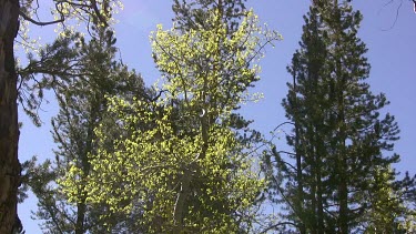 Looking up into the tall trees