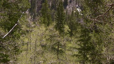 Looking deep into the mountain forest