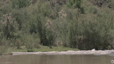 Southwest desert canyon river in Spring; the Gila River