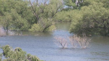 Southwest desert canyon river in Spring; the Gila River