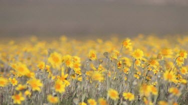 CM0069-RVP-0040300 Wildflowers; yellow daisies in valley breeze