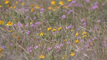 Wildflowers; soft carpet of multicolor covers valley plain