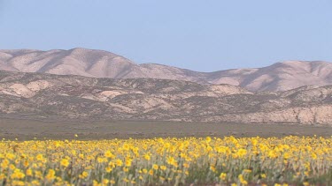 Wildflowers; yellow daisies in valley breeze