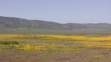 Wildflowers; soft carpet of multicolor covers valley plain