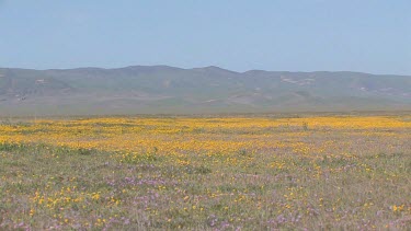 Wildflowers; soft carpet of multicolor covers valley plain