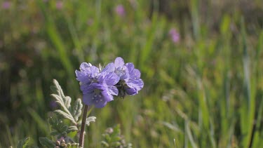 Wildflowers; lavenders close-up in valley breeze