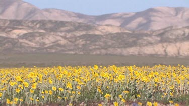 Wildflowers; yellow daisies in valley breeze