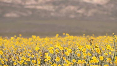 Wildflowers; yellow daisies in valley breeze