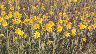 Wildflowers; yellow daisies close-up in valley breeze