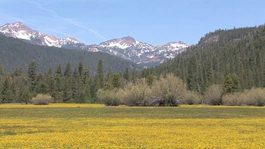 Wildflowers; soft carpet of gold covers valley meadow