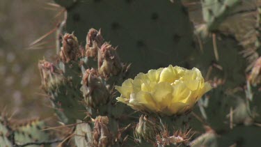 Wildflowers; the Prickly Pear cactus