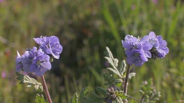 Wildflowers; lavenders close-up in valley breeze