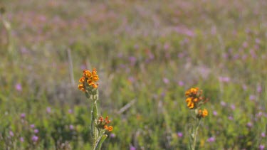 Wildflowers; Orange and Gold close-up in valley breeze