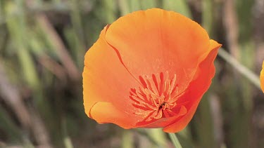 Wildflowers; wild poppies in the meadow - close-up