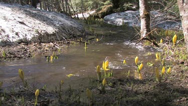 Wildflowers; water lilies by the stream