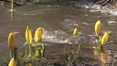 Wildflowers; water lilies by the stream