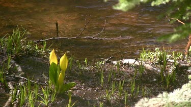 Wildflowers; water lilies by the stream