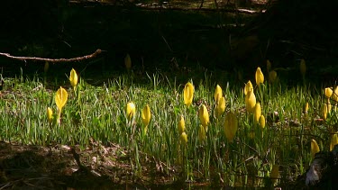 Wildflowers; water lilies by the stream