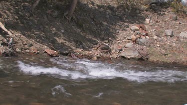 A rushing river in the Sierra Mountains