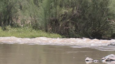 A rushing desert moumtain river; the Gila River