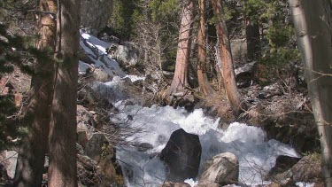 A sparkling spring stream high in the Sierra