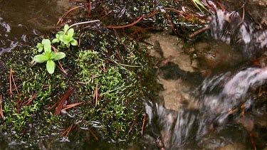 Clear, sparkling spring stream high in the Sierra