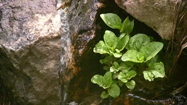 Clear, sparkling spring stream high in the Sierra