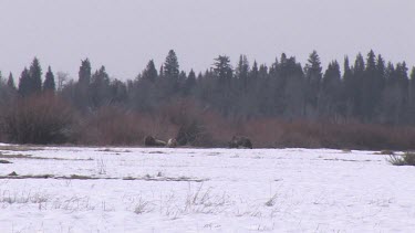 3-4 Grizzly bears far away on snowy forest meadow