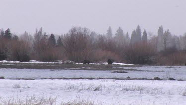 3-4 Grizzly bears far away on snowy forest meadow