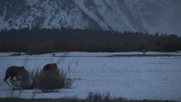 2 Grizzly bears in silhouette on snowy forest plain