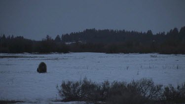 2-4 Grizzly bears in silhouette on snowy forest plain