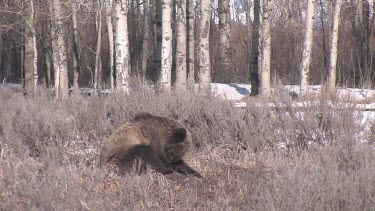 Grizzly bear in forest