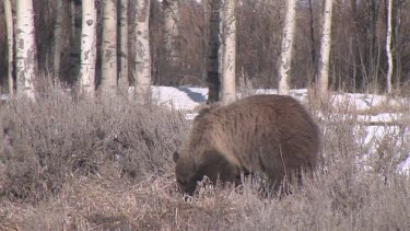 Grizzly bear in forest