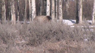 Grizzly bear in forest