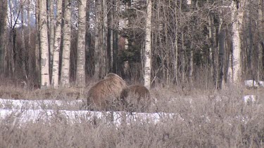 2 Grizzly bears fight in forest