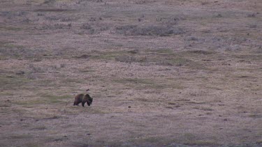 Grizzly bear far out on valley plain