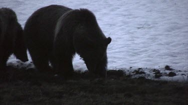 2 large grizzly bears in silhouette on snowy plain