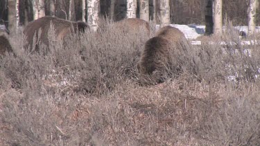 4 Grizzly bears in forest