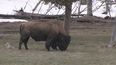 Lone bison out on the meadow