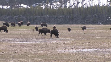 Herd of bison out on the meadow with new calves