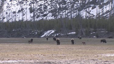 Herd of bison out on the meadow with new calves