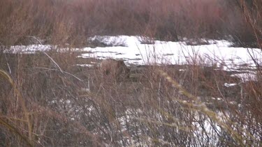 Lone grizzly bear stalks in the willows