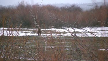 Lone grizzly bear stalks in the willows