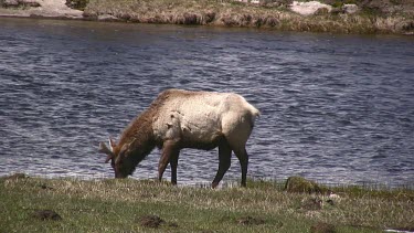 Lone elk out near the river