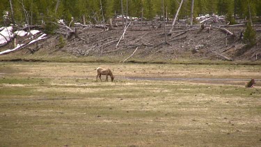 small elk herd out on a mountain meadow