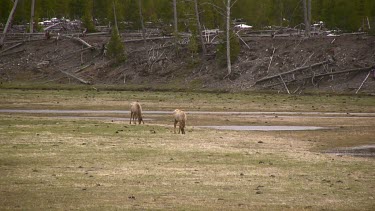 small elk herd out on a mountain meadow