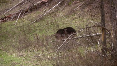 Large black bear on mountain slope