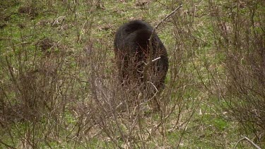 Large black bear on mountain slope