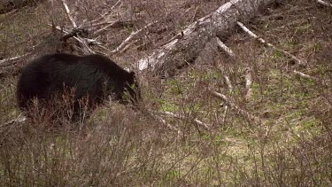 Large black bear on mountain slope