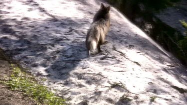 Gray fox on snowy slope